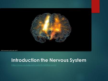 Introduction the Nervous System https://www.youtube.com/watch?v=40EBLb1avhM.