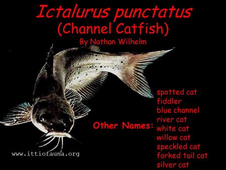 Ictalurus punctatus (Channel Catfish) Other Names: By Nathan Wilhelm