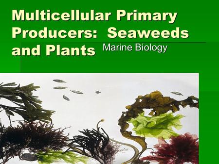 Multicellular Primary Producers: Seaweeds and Plants