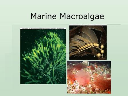 Marine Macroalgae.