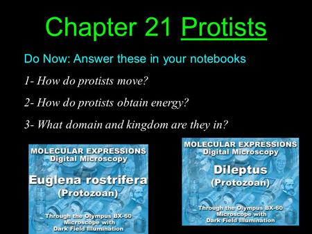 Chapter 21 Protists Do Now: Answer these in your notebooks 1- How do protists move? 2- How do protists obtain energy? 3- What domain and kingdom are they.