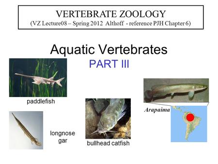 Aquatic Vertebrates PART III VERTEBRATE ZOOLOGY (VZ Lecture08 – Spring 2012 Althoff - reference PJH Chapter 6) paddlefish longnose gar Arapaima bullhead.