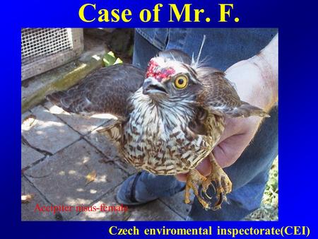 Case of Mr. F. Accipiter nisus-female Czech enviromental inspectorate(CEI)