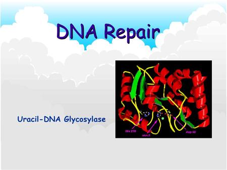 DNA Repair Uracil-DNA Glycosylase. DNA is continually assaulted by damaging agents (oxygen free radicals, ultraviolet light, toxic chemicals). Fortunately,