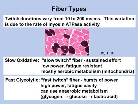 Fiber Types Twitch durations vary from 10 to 200 msecs. This variation