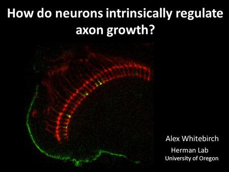 Herman Lab University of Oregon Alex Whitebirch How do neurons intrinsically regulate axon growth?