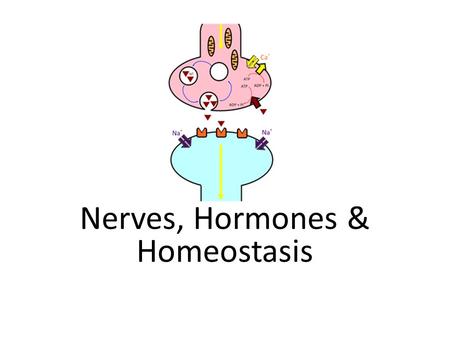 Nerves, Hormones & Homeostasis. Assessment StatementsObj. 6.5.1 State that the nervous system consists of the central nervous system (CNS) and peripheral.
