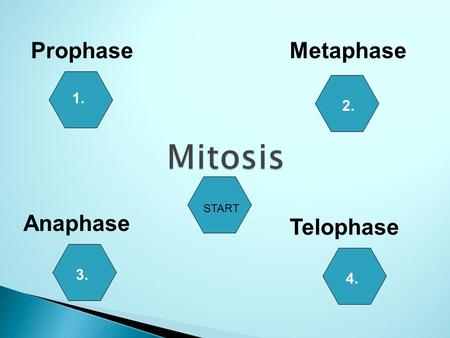 Prophase Metaphase 1. 2. Mitosis START Anaphase Telophase 3. 4.
