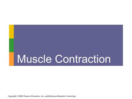 Copyright © 2006 Pearson Education, Inc., publishing as Benjamin Cummings Muscle Contraction.