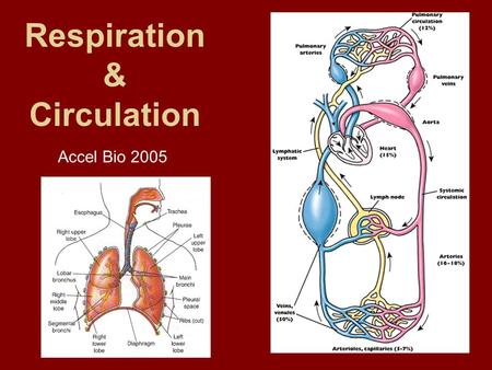 Respiration & Circulation Accel Bio 2005 Respiration Self-review Topics Location & Function of structures of human respiratory system –diaphragm, alveoli,