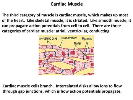 Cardiac Muscle The third category of muscle is cardiac muscle, which makes up most of the heart. Like skeletal muscle, it is striated. Like smooth muscle,