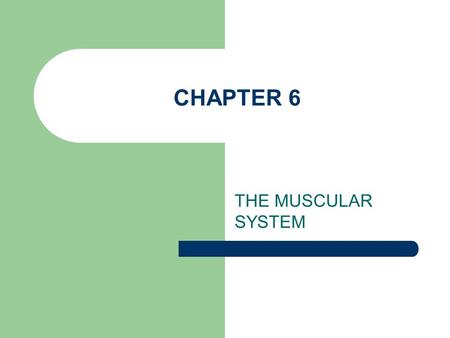 CHAPTER 6 THE MUSCULAR SYSTEM.