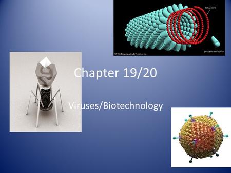 Chapter 19/20 Viruses/Biotechnology. Lytic Cycle: Virulent Virus replicates genetic material Host cell creates new viruses Host cell breaks & spreads.
