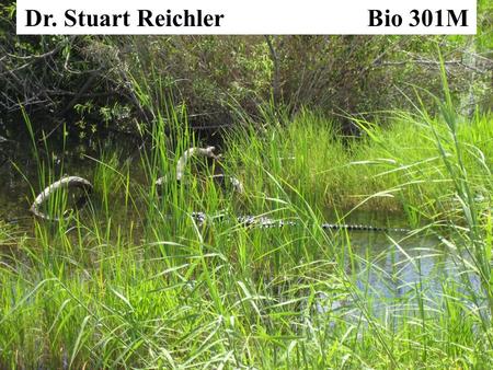 Dr. Stuart Reichler Bio 301M. Bio 301M: Ecology, Evolution, and Society M-F 11:30am-1pm in WEL 2.304 Prof: Dr. Stuart Reichler Office: Bio 6