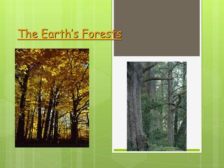 The Earth’s Forests.  27% of the Earth’s land surface is forest (3.4 billion ha)  Russia has the largest concentration (942 million ha) – Most of it.