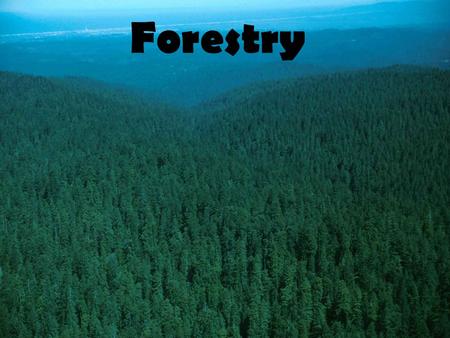 Forestry. Why are Trees Important? Any Issues? 1.With your table partner write down as many reasons as you can think of as to why trees are important.