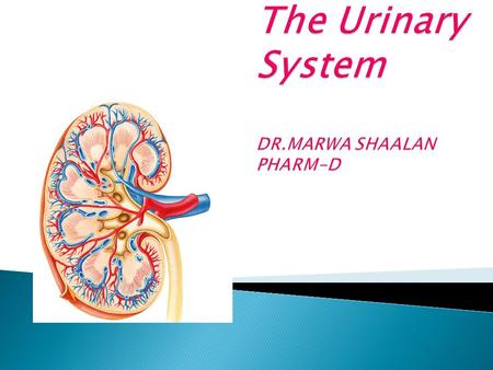  Paired kidneys  A ureter for each kidney  Urinary bladder  Urethra 2.
