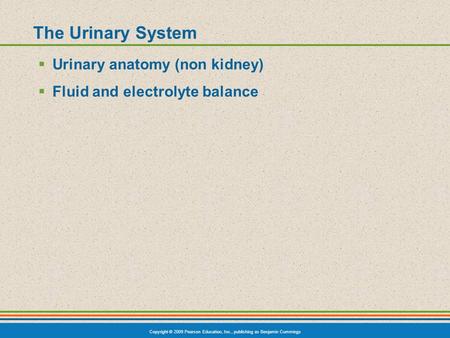 Copyright © 2009 Pearson Education, Inc., publishing as Benjamin Cummings The Urinary System  Urinary anatomy (non kidney)  Fluid and electrolyte balance.