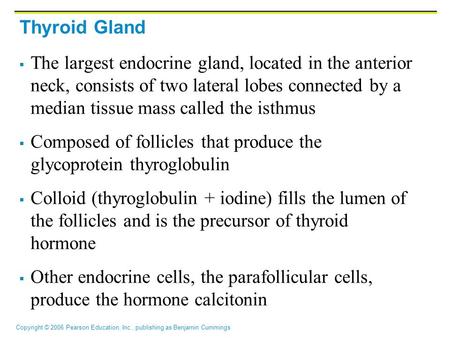 Thyroid Gland The largest endocrine gland, located in the anterior neck, consists of two lateral lobes connected by a median tissue mass called the isthmus.