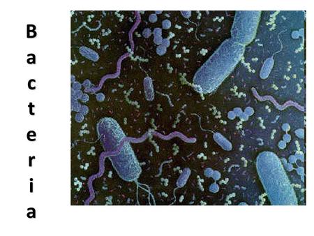 BacteriaBacteriaBacteriaBacteria. Bacteria are very small…