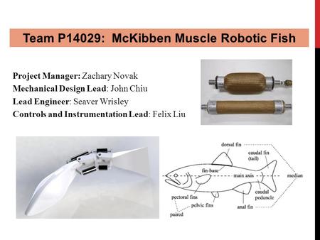 Team P14029: McKibben Muscle Robotic Fish