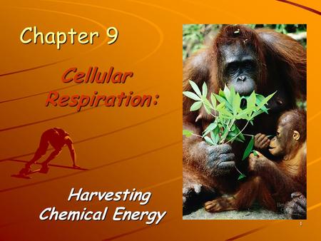 Cellular Respiration: Harvesting Chemical Energy
