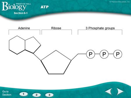 ATP Section 8-1 Adenine Ribose 3 Phosphate groups Go to Section: