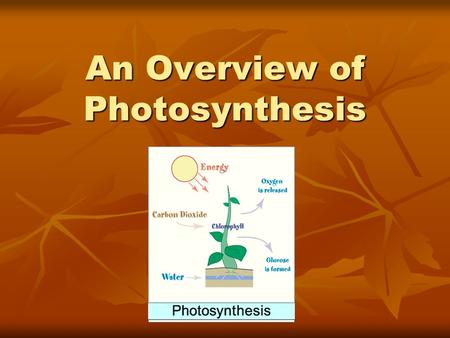 An Overview of Photosynthesis. The Big Picture All organisms need energy to carry out essential functions (growth, movement, maintenance, repair, reproduction).