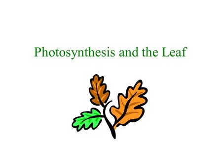 Photosynthesis and the Leaf. Energy A.The sun is the source of energy for almost all life on Earth B.The sun’s energy is transferred into a useable form.