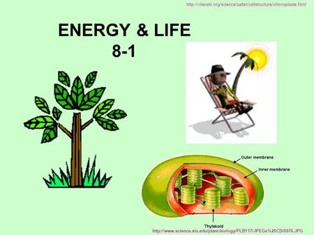 ENERGY & LIFE 8-1