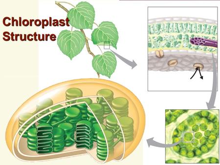 Chloroplast Structure. How do plants capture light energy ?