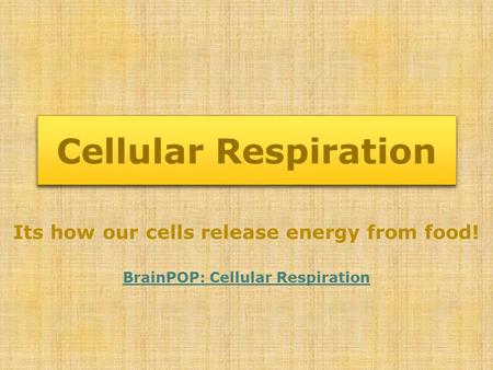 Cellular Respiration Its how our cells release energy from food!