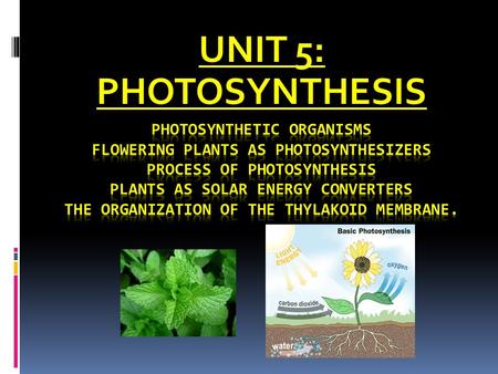 UNIT 5: PHOTOSYNTHESIS. PHOTOSYNTHETIC ORGANISMS  Include all land plants, algae such as kelp, Euglena, diatoms and cyanobacteria.  They are called.
