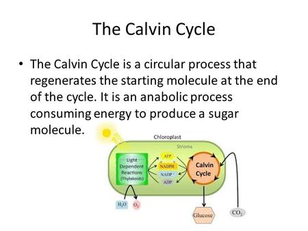 The Calvin Cycle The Calvin Cycle is a circular process that regenerates the starting molecule at the end of the cycle. It is an anabolic process consuming.