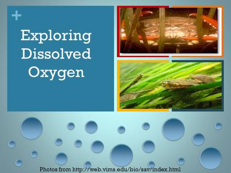 + Exploring Dissolved Oxygen Photos from