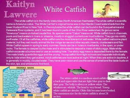 White Catfish The white catfish is in the family Ictaluridae (North American freshwater) The white catfish’s scientific name is Ameiurus catus. The White.