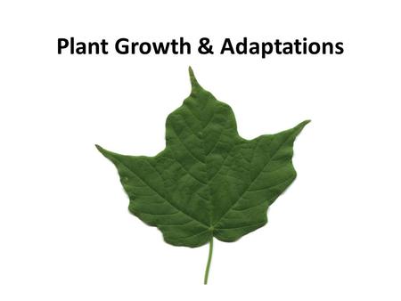 Plant Growth & Adaptations. Plant Nourishment Photosynthesis Requirements Water Carbon dioxide Sunlight.