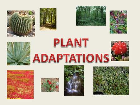 All animals and plants have adaptations that help them survive in their environment. Examples of Plant Adaptations: Support/food storage: Above ground.