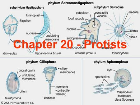 Chapter 20 - Protists.