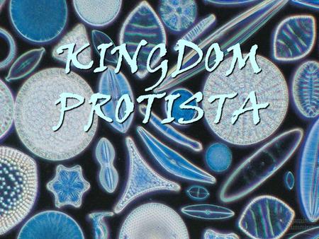 KINGDOM PROTISTA. PROTISTS Very diverse group –>60,000 known species Most are unicellular –Some are colonial –Some are multicellular Not “simple” at the.