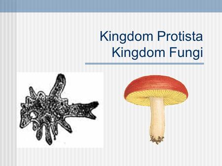 Kingdom Protista Kingdom Fungi