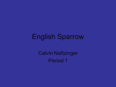 English Sparrow Calvin Naftzinger Period 1. Classification Kingdom: Animalia Phylum: Chordata Class: Aves Order: Passeriformes Family: Passeridae Genus: