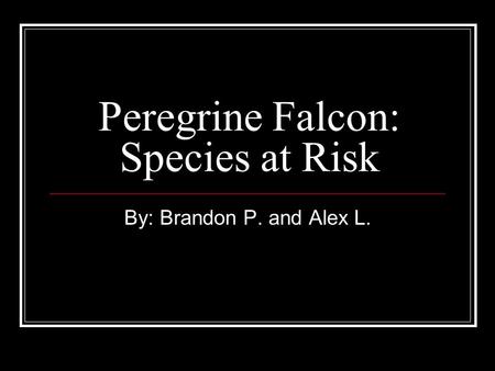 Peregrine Falcon: Species at Risk By: Brandon P. and Alex L.