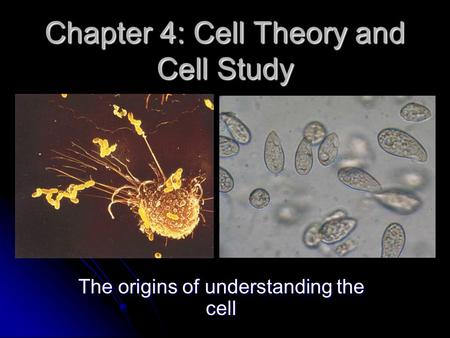 Chapter 4: Cell Theory and Cell Study