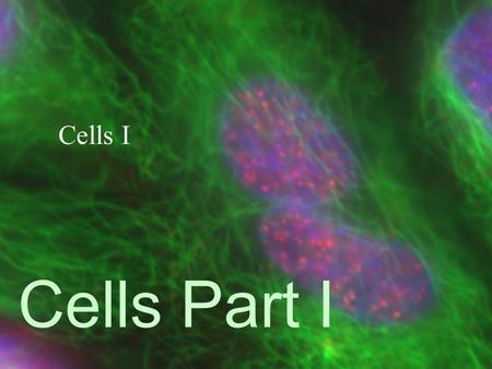 Cells Part I Cells I Living Things:  Highly organized  Convert energy for their own use  Control internal environment (Homeostasis)  Have adaptations.