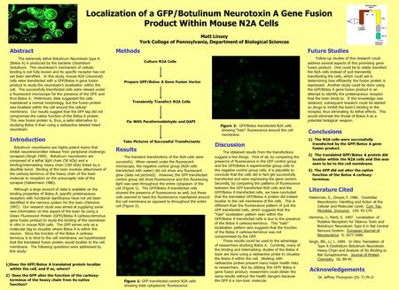 Localization of a GFP/Botulinum Neurotoxin A Gene Fusion Product Within Mouse N2A Cells Matt Linsey York College of Pennsylvania, Department of Biological.