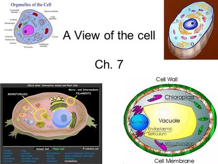 A View of the cell Ch. 7. Before the microscope, many believed that diseases were caused by curses and supernatural spirits.