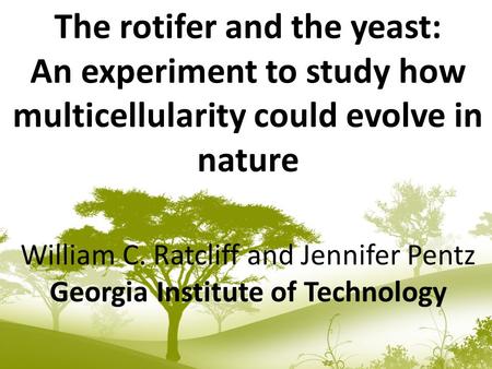 The rotifer and the yeast: An experiment to study how multicellularity could evolve in nature William C. Ratcliff and Jennifer Pentz Georgia Institute.