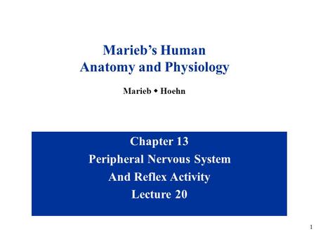 Anatomy and Physiology Peripheral Nervous System