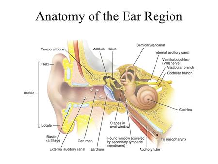 Anatomy of the Ear Region